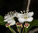 Ggreen hawthorn